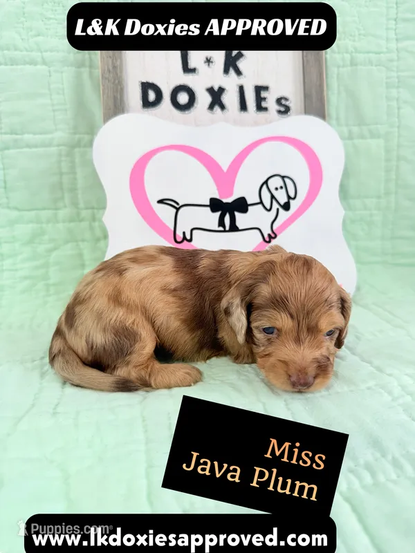 Miss Java Plum 785-821-1920 – Miniature Dachshund puppy for sale in Arapahoe, CO
