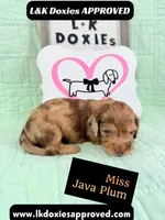 Miss Java Plum 785-821-1920, a female Miniature Dachshund for sale in Arapahoe, CO – 1 of 10
