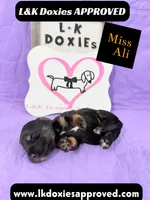 Miss Ali 785-821-1920, a female Miniature Dachshund for sale in Arapahoe, CO – 8 of 10