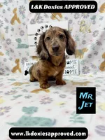 Mr Jett 785-821-1920, a male Miniature Dachshund for sale in Arapahoe, CO – 3 of 10