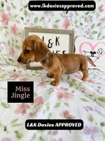 Miss Jiggle SH , a female Miniature Dachshund for sale in Arapahoe, CO – 4 of 10