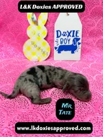 Mr Tate Dapple NO AKC , a male Miniature Dachshund for sale in Arapahoe, CO – Photo 7 of 10