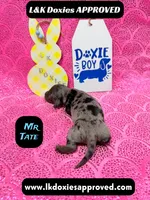 Mr Tate Dapple NO AKC , a male Miniature Dachshund for sale in Arapahoe, CO – Photo 6 of 10