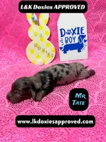 Mr Tate Dapple NO AKC , a male Miniature Dachshund for sale in Arapahoe, CO – Photo 5 of 10