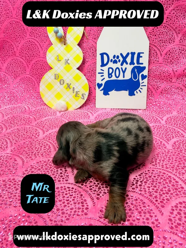 Mr Tate Dapple NO AKC  – Miniature Dachshund puppy for sale in Arapahoe, CO