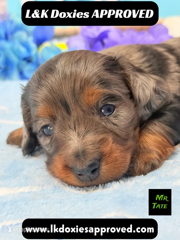 Mr Tate Dapple NO AKC  – Miniature Dachshund puppy for sale in Arapahoe, CO