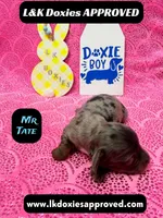 Mr Tate Dapple NO AKC , a male Miniature Dachshund for sale in Arapahoe, CO – Photo 2 of 10