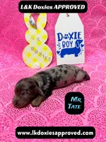 Mr Tate Dapple NO AKC , a male Miniature Dachshund for sale in Arapahoe, CO – Photo 8 of 10