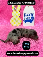 Mr Tate Dapple NO AKC , a male Miniature Dachshund for sale in Arapahoe, CO – Photo 4 of 10