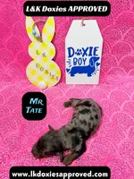 Mr Tate Dapple NO AKC , a male Miniature Dachshund for sale in Arapahoe, CO – Photo 9 of 10