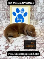 Mr Gadget SH , a male Miniature Dachshund for sale in Arapahoe, CO – 7 of 10