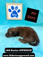 Mr Sors 785-821–1920 LH , a male Miniature Dachshund for sale in Arapahoe, CO – 7 of 10