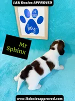 Mr Sphynx 795-821-1920 LH, a male Miniature Dachshund for sale in Arapahoe, CO – 5 of 10