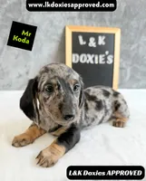 Mr Koda  785-821-1920 SH, a male Miniature Dachshund for sale in Arapahoe, CO – 5 of 10