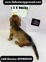 Miss Janga LH, a female Miniature Dachshund for sale in Arapahoe, CO – 10 of 10