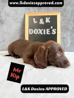Mr. Kip 785-821-1920 SH, a male Miniature Dachshund for sale in Arapahoe, CO – 3 of 10