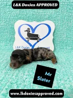 Mr Slater 785-821-1920, a male Miniature Dachshund for sale in Arapahoe, CO – 8 of 10