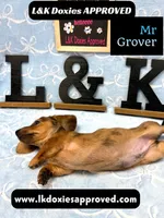 Mr Grover Dapple 💙, a male Miniature Dachshund for sale in Arapahoe, CO – 10 of 10
