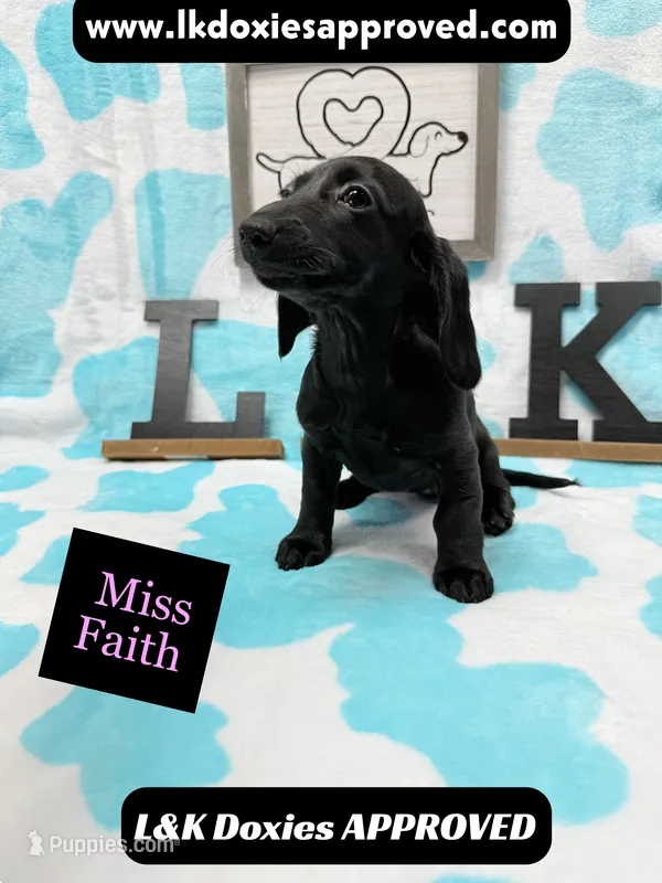 Miss Faith 785-821-1920 – Miniature Dachshund puppy for sale in Arapahoe, CO
