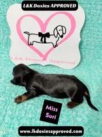 Miss Siri 785-821-1920, a female Miniature Dachshund for sale in Arapahoe, CO – 10 of 10