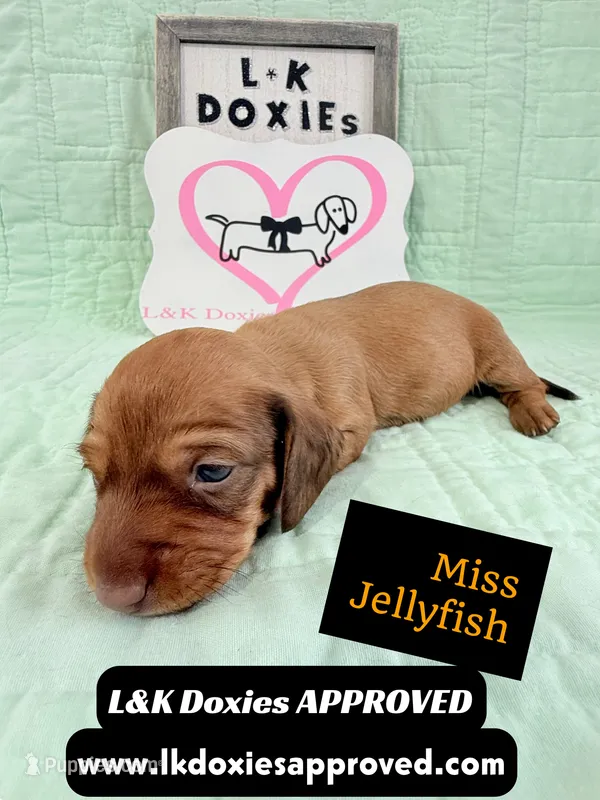 Miss Jellyfish 785-821-1920 – Miniature Dachshund puppy for sale in Arapahoe, CO