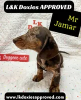 Mr Jamar 💙, a male Miniature Dachshund for sale in Arapahoe, CO – 4 of 8