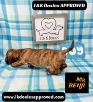 Mr Benji Brindle 💙, a male Miniature Dachshund for sale in Arapahoe, CO – 8 of 10