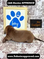 Mr Gadget SH , a male Miniature Dachshund for sale in Arapahoe, CO – 9 of 10