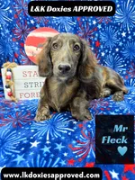 Mr FLECK NO DAPPLE 💙, a male Miniature Dachshund for sale in Arapahoe, CO – 3 of 10