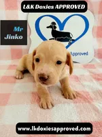 Mr Jinko , a male Miniature Dachshund for sale in Arapahoe, CO – 7 of 10
