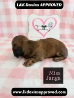Miss Janga, a female Miniature Dachshund for sale in Arapahoe, CO – 6 of 10