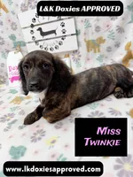 Miss Twinkie, a female Miniature Dachshund for sale in Arapahoe, CO – 3 of 10
