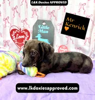 Mr. Kenrick Dapple, a male Miniature Dachshund for sale in Arapahoe, CO – Photo 7 of 9