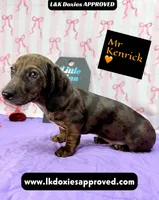 Mr. Kenrick Dapple, a male Miniature Dachshund for sale in Arapahoe, CO – Photo 3 of 9