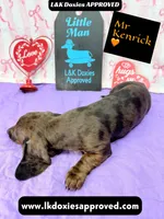 Mr. Kenrick Dapple, a male Miniature Dachshund for sale in Arapahoe, CO – Photo 9 of 9