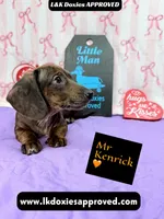 Mr. Kenrick Dapple, a male Miniature Dachshund for sale in Arapahoe, CO – Photo 2 of 9