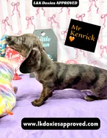 Mr. Kenrick Dapple, a male Miniature Dachshund for sale in Arapahoe, CO – Photo 8 of 9