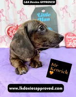 Mr. Kenrick Dapple, a male Miniature Dachshund for sale in Arapahoe, CO – Photo 5 of 9