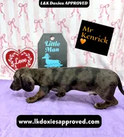 Mr. Kenrick Dapple, a male Miniature Dachshund for sale in Arapahoe, CO – Photo 4 of 9