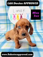 Miss Tizz, a female Miniature Dachshund for sale in Arapahoe, CO – 7 of 10