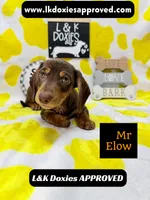 Mr Elow No Merle Genes SH, a male Miniature Dachshund for sale in Arapahoe, CO – 7 of 10