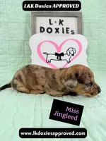 Miss Jingleed 785-821-1920 SH, a female Miniature Dachshund for sale in Arapahoe, CO – 7 of 10