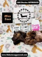 Miss Tana, a female Miniature Dachshund for sale in Arapahoe, CO – 6 of 10