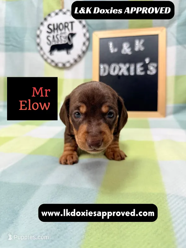 Mr Elon No Merle Genes SH – Miniature Dachshund puppy for sale in Arapahoe, CO