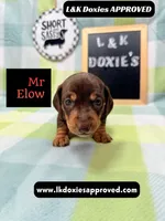 Mr Elon No Merle Genes SH, a male Miniature Dachshund for sale in Arapahoe, CO – 1 of 10