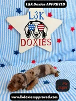 Me Jager, a male Miniature Dachshund for sale in Arapahoe, CO – 5 of 9