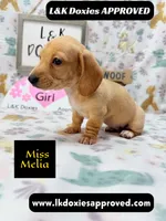 Miss Melia, a female Miniature Dachshund for sale in Arapahoe, CO – 3 of 10