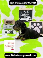 Miss Cherry 🍒LH 785-821-1920, a female Miniature Dachshund for sale in Arapahoe, CO – 10 of 10