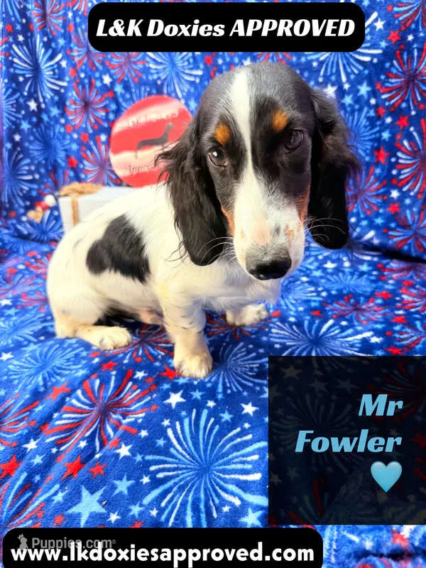 Mr Fowler NO DAPPLE 🤎 – Miniature Dachshund puppy for sale in Arapahoe, CO