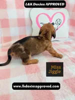 Miss Jiggle, a female Miniature Dachshund for sale in Arapahoe, CO – 7 of 9